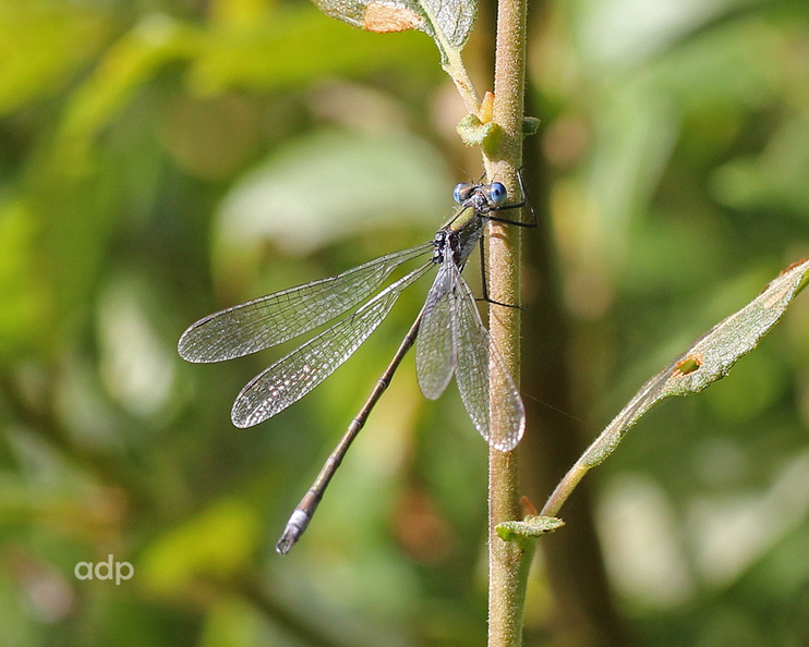Emerald Damselfly (Lestes sponsa) Alan Prowse - IMG_9274tqs800c Lestes sponsa BC.jpg IMG_9274tqs800c Lestes sponsa BC.jpg